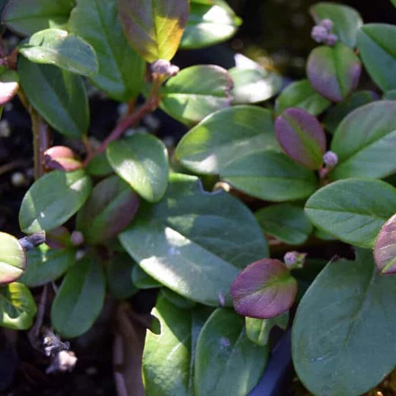 Cotoneaster dammeri 'Major' ---